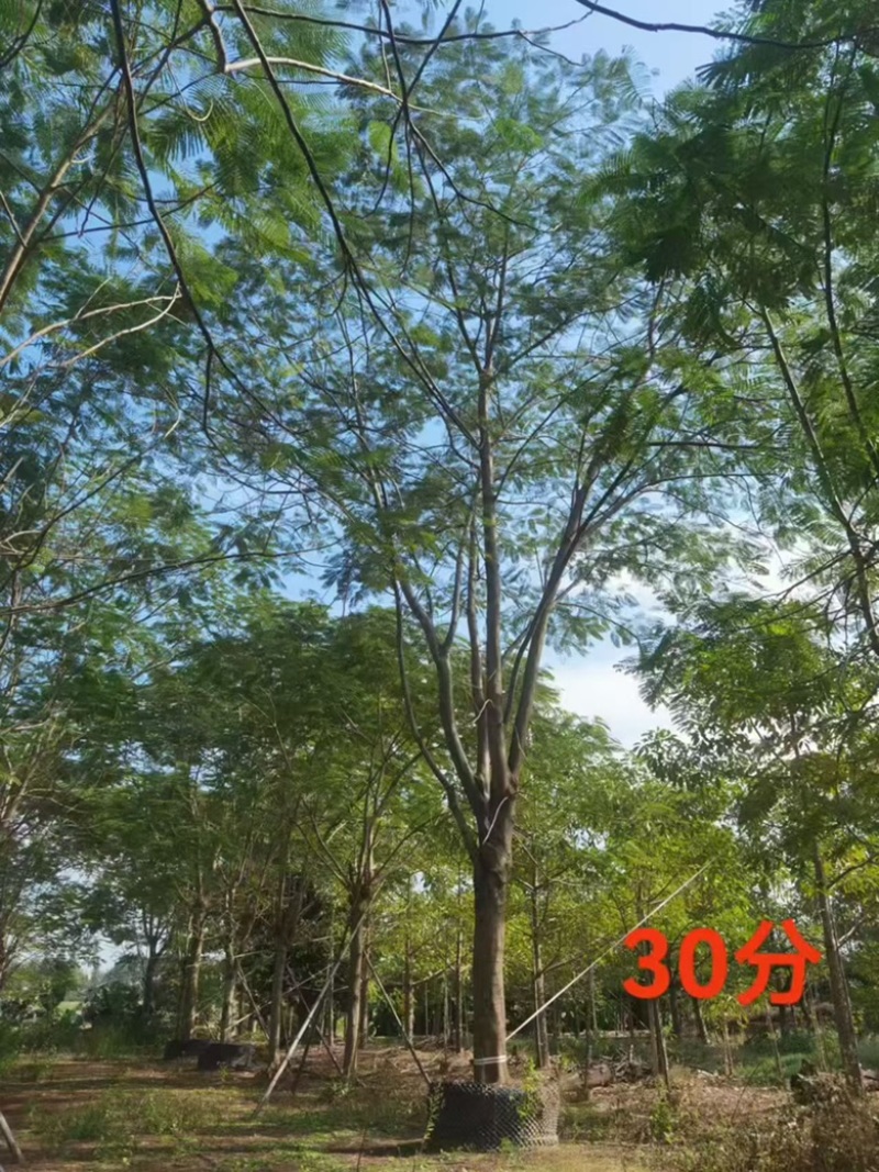 香樟30公分
