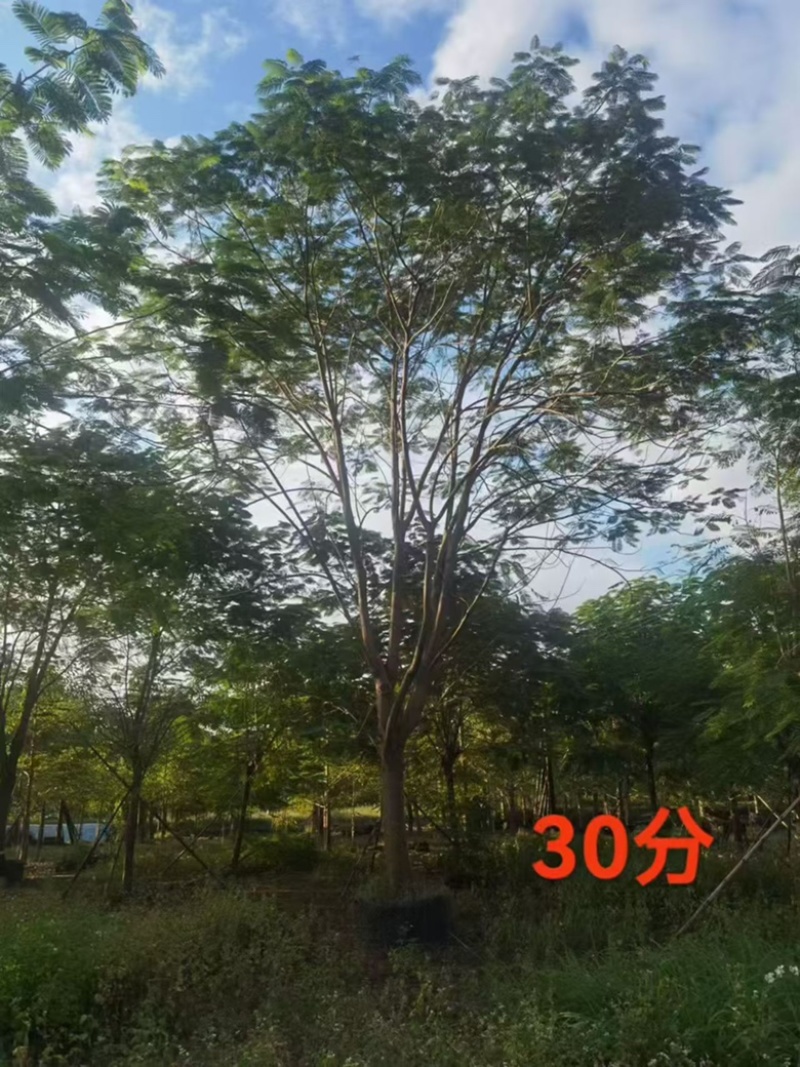 香樟30公分