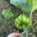 绿宝甜心姜柄瓜种子优质姜柄瓜种子特色嫩南瓜七叶瓜丫丫瓜种