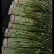有需要蒜苔的老板可以联系我蒜苔大量上市