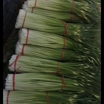 有需要蒜苔的老板可以联系我蒜苔大量上市
