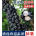 嘉宝果批发全国发货！
