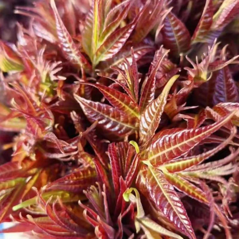香椿芽大量有货
