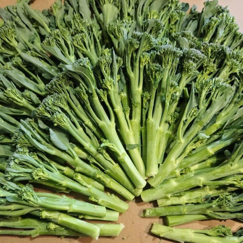 美味西兰苔种子营养西兰花菜种籽高产抽苔花菜苔
