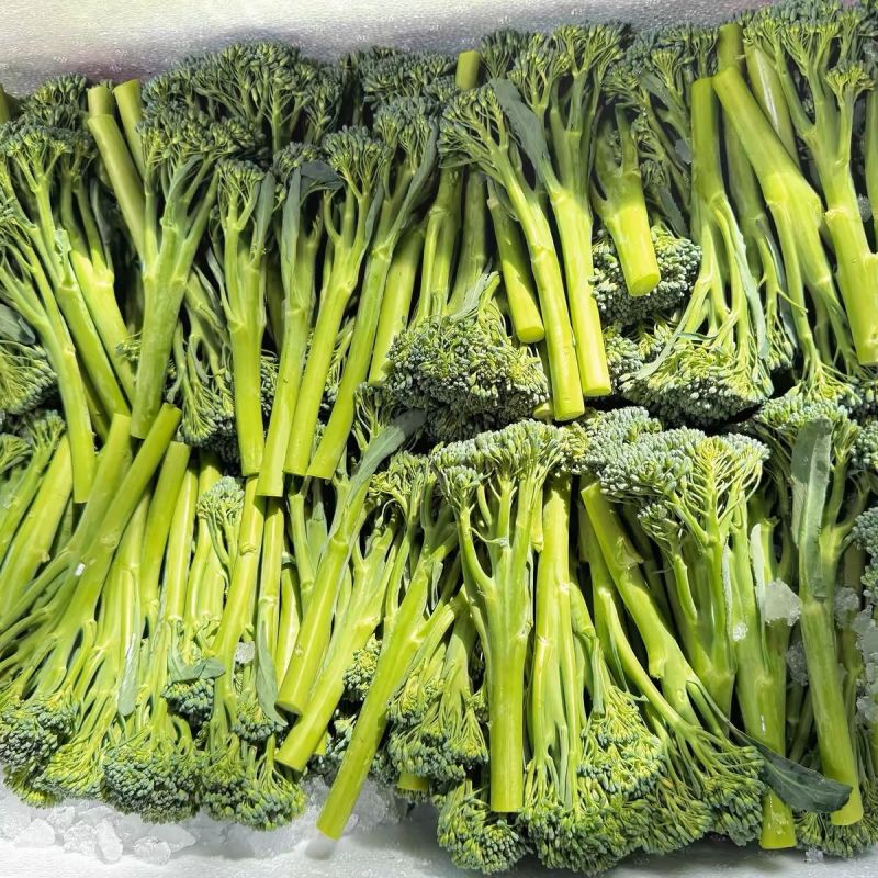 美味西兰苔种子营养西兰花菜种籽高产抽苔花菜苔