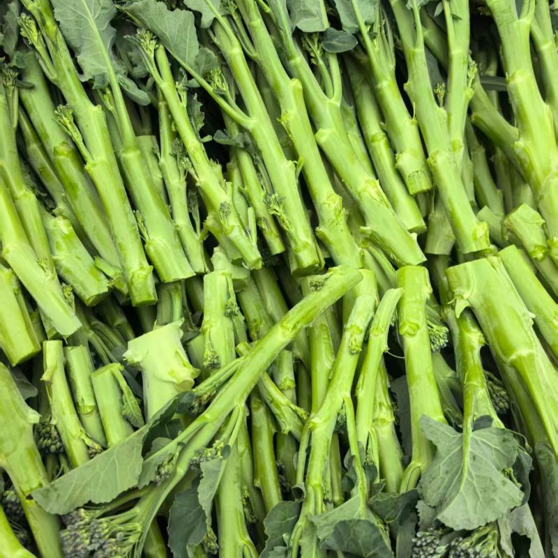 美味西兰苔种子营养西兰花菜种籽高产抽苔花菜苔