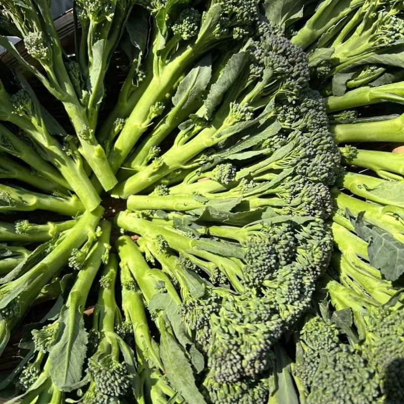 美味西兰苔种子营养西兰花菜种籽高产抽苔花菜苔
