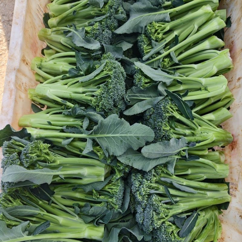 美味西兰苔种子营养西兰花菜种籽高产抽苔花菜苔