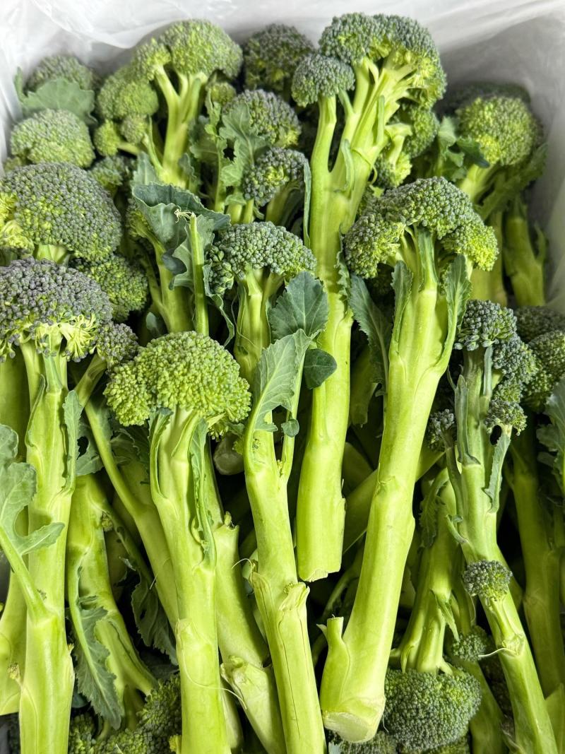 美味西兰苔种子营养西兰花菜种籽高产抽苔花菜苔