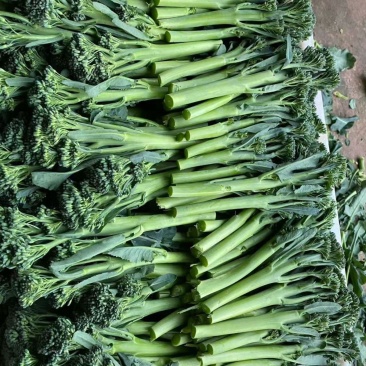 美味西兰苔种子营养西兰花菜种籽高产抽苔花菜苔