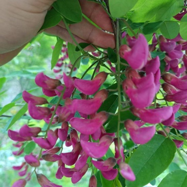 2026年洋槐花，洋槐花，精品质量，支持空运定量包装