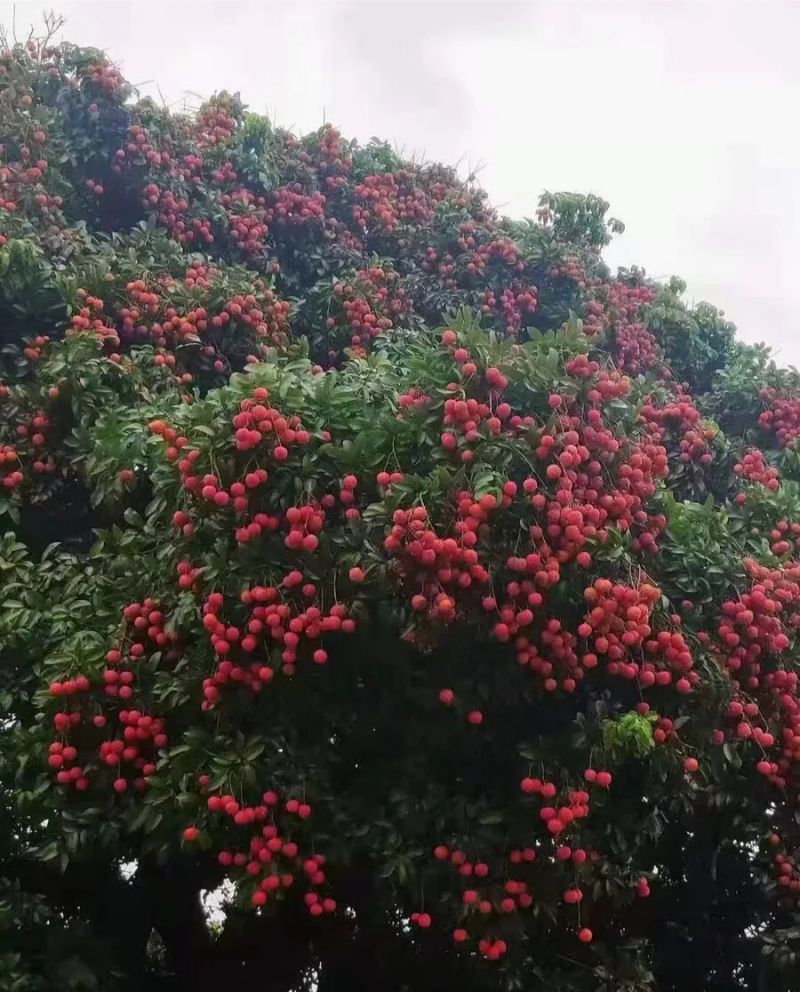 海南荔枝妃子笑批发全国发货