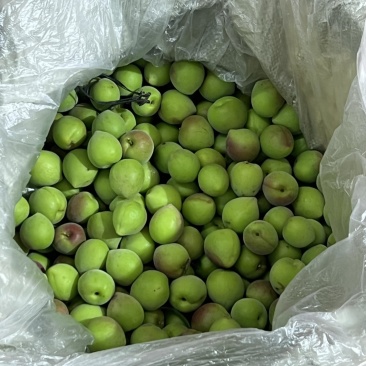 潮汕当季青竹梅