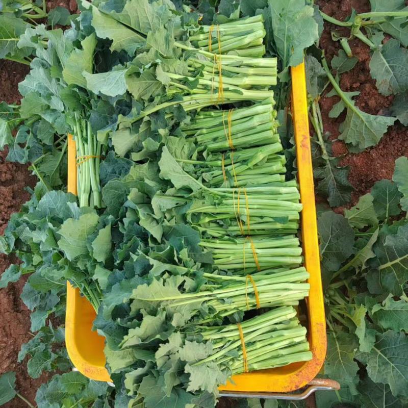 板蓝根油菜苔种子口感清甜鲜脆可炒食汤食庭院阳台盆栽