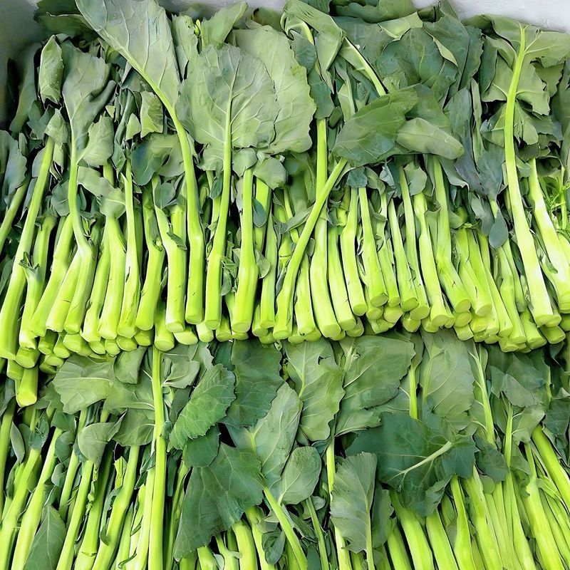 板蓝根油菜苔种子口感清甜鲜脆可炒食汤食庭院阳台盆栽