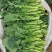 板蓝根油菜苔种子口感清甜鲜脆可炒食汤食庭院阳台盆栽