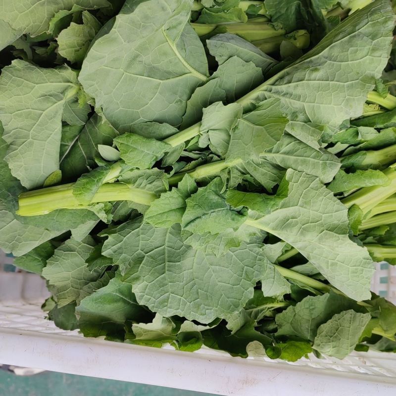 板蓝根油菜苔种子口感清甜鲜脆可炒食汤食庭院阳台盆栽