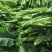 板蓝根油菜苔种子口感清甜鲜脆可炒食汤食庭院阳台盆栽