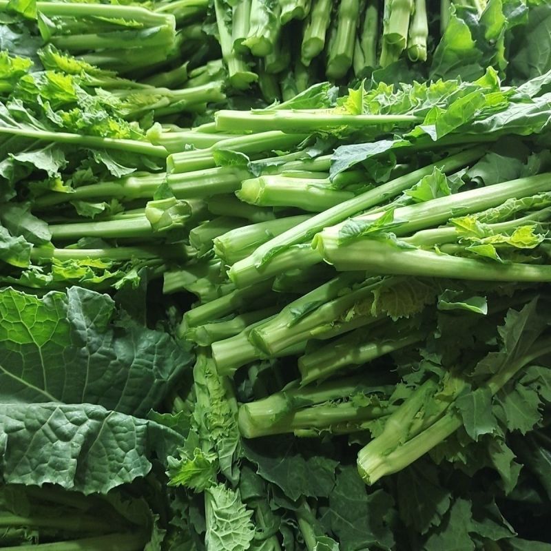 板蓝根油菜苔种子口感清甜鲜脆可炒食汤食庭院阳台盆栽