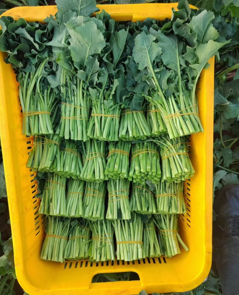 板蓝根油菜苔种子口感清甜鲜脆可炒食汤食庭院阳台盆栽