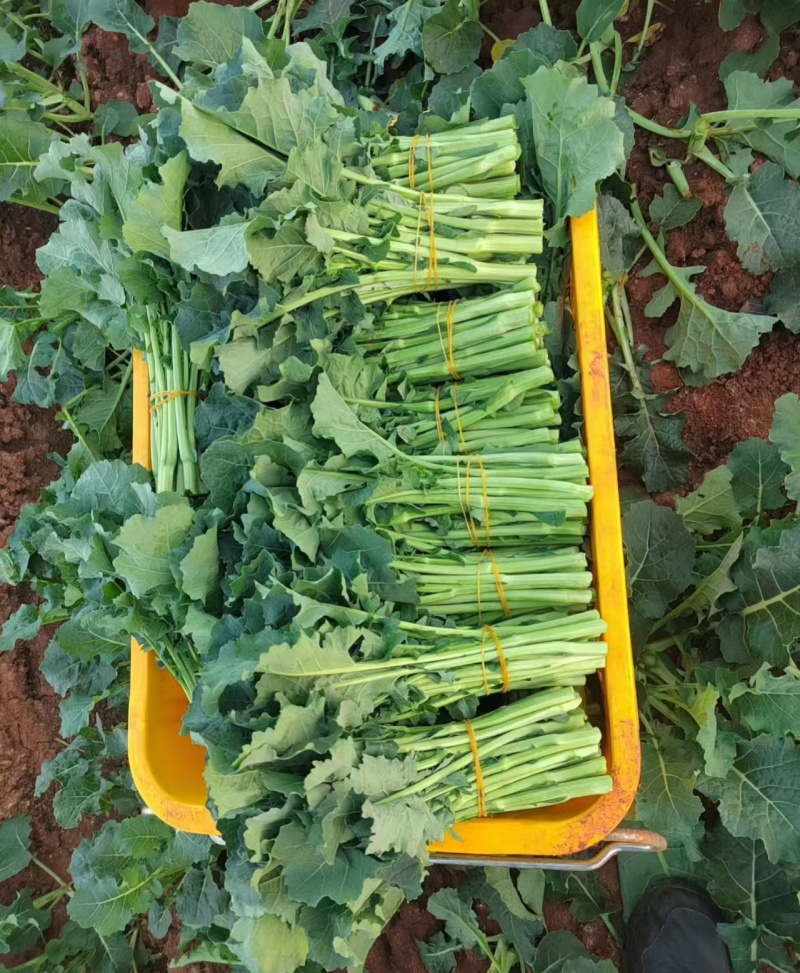 板蓝根油菜苔种子口感清甜鲜脆可炒食汤食庭院阳台盆栽