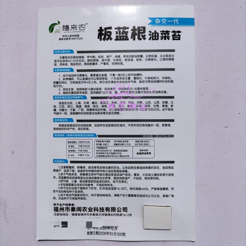板蓝根油菜苔种子口感清甜鲜脆可炒食汤食庭院阳台盆栽