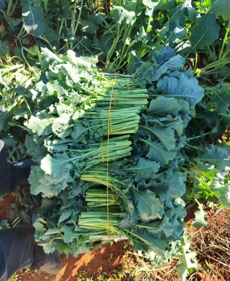 板蓝根油菜苔种子口感清甜鲜脆可炒食汤食庭院阳台盆栽