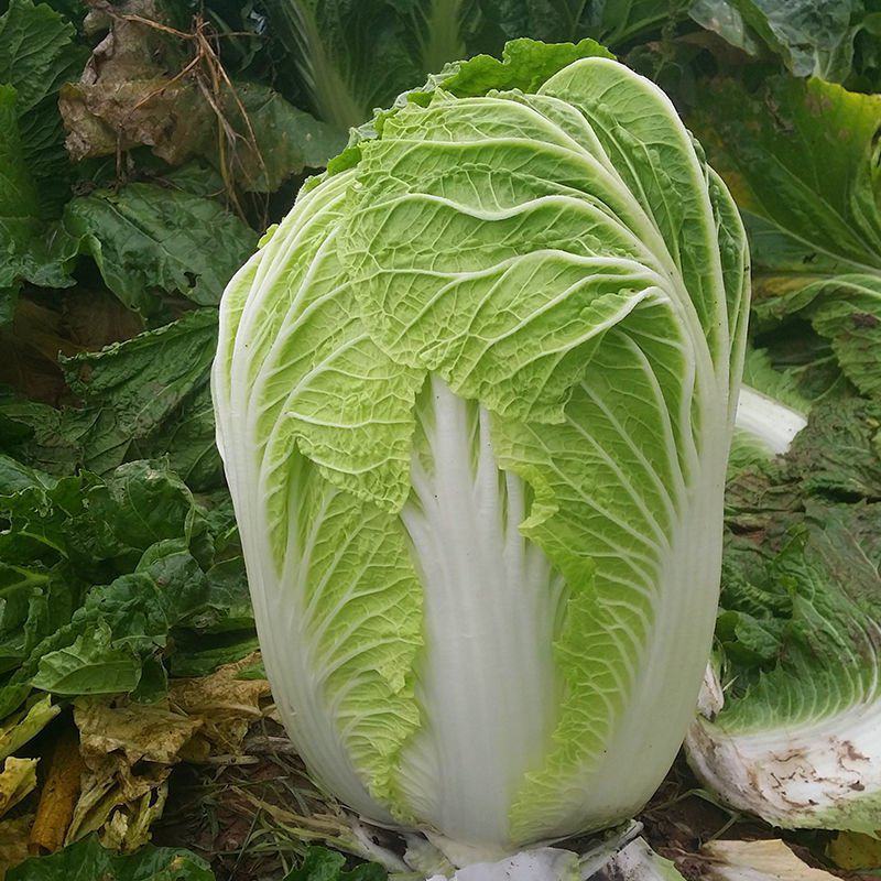 夏阳50大白菜种子耐热夏秋季播种速生50天结球白菜蔬菜种