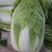 夏阳50大白菜种子耐热夏秋季播种速生50天结球白菜蔬菜种