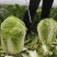 夏阳50大白菜种子耐热夏秋季播种速生50天结球白菜蔬菜种