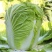 夏阳50大白菜种子耐热夏秋季播种速生50天结球白菜蔬菜种