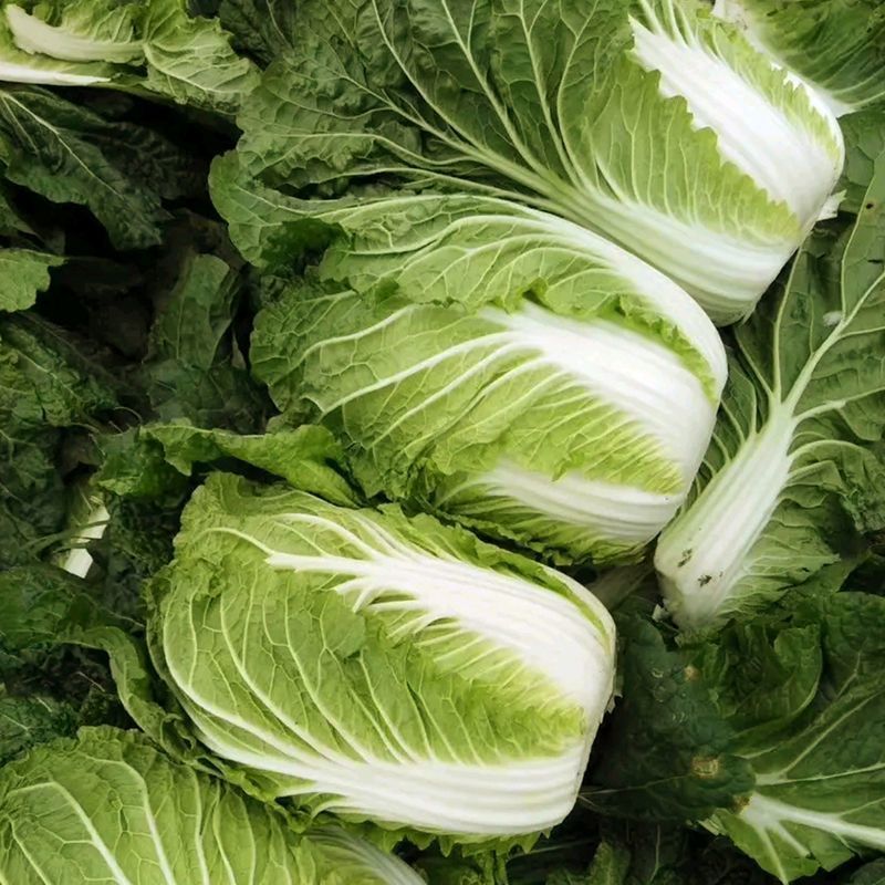 夏阳50大白菜种子耐热夏秋季播种速生50天结球白菜蔬菜种