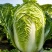 夏阳50大白菜种子耐热夏秋季播种速生50天结球白菜蔬菜种