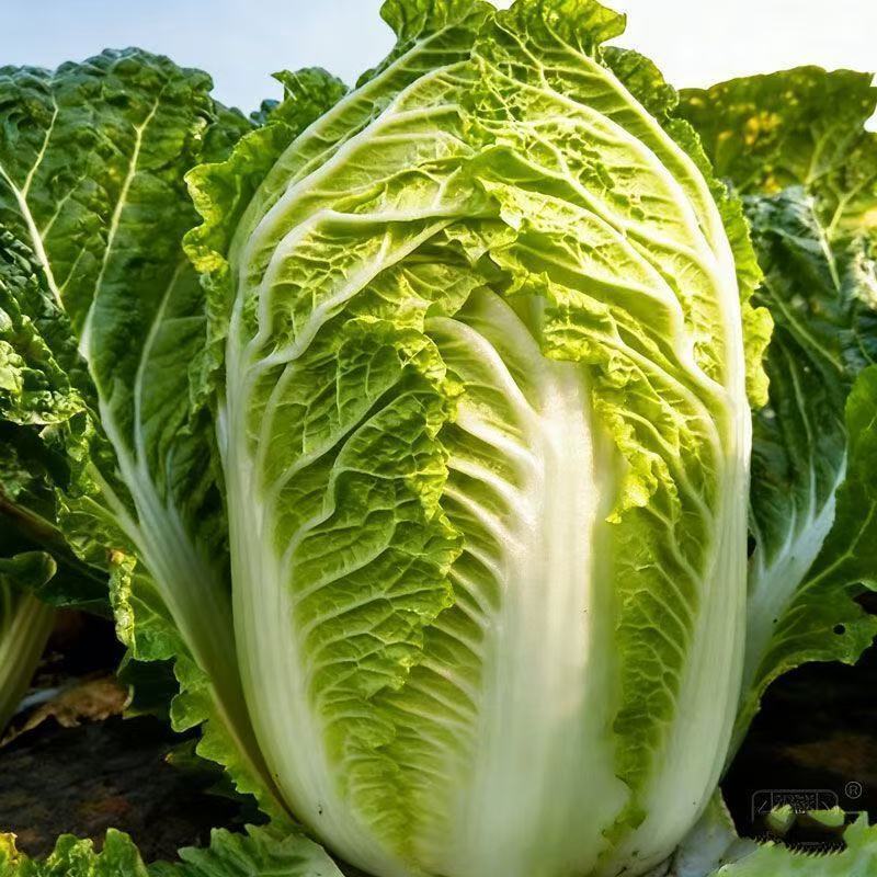 夏阳50大白菜种子耐热夏秋季播种速生50天结球白菜蔬菜种