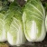 夏阳50大白菜种子耐热夏秋季播种速生50天结球白菜蔬菜种
