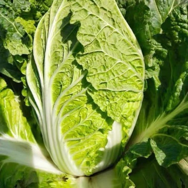致夏5号白菜种子夏季专用耐热耐湿早熟白帮叠抱结球白菜种籽