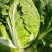 致夏5号白菜种子夏季专用耐热耐湿早熟白帮叠抱结球白菜种籽