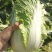 致夏5号白菜种子夏季专用耐热耐湿早熟白帮叠抱结球白菜种籽