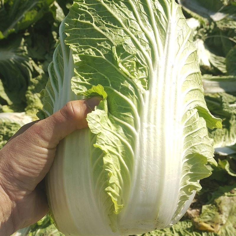 致夏5号白菜种子夏季专用耐热耐湿早熟白帮叠抱结球白菜种籽