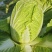 致夏5号白菜种子夏季专用耐热耐湿早熟白帮叠抱结球白菜种籽