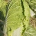 致夏5号白菜种子夏季专用耐热耐湿早熟白帮叠抱结球白菜种籽
