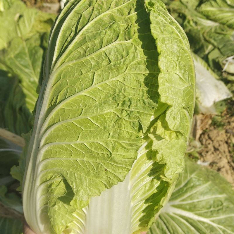 致夏5号白菜种子夏季专用耐热耐湿早熟白帮叠抱结球白菜种籽