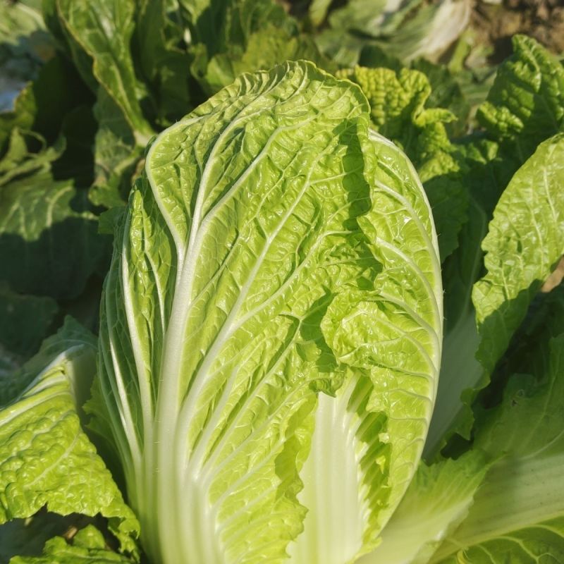 致夏5号白菜种子夏季专用耐热耐湿早熟白帮叠抱结球白菜种籽