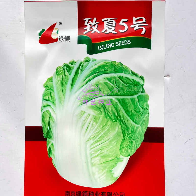 致夏5号白菜种子夏季专用耐热耐湿早熟白帮叠抱结球白菜种籽