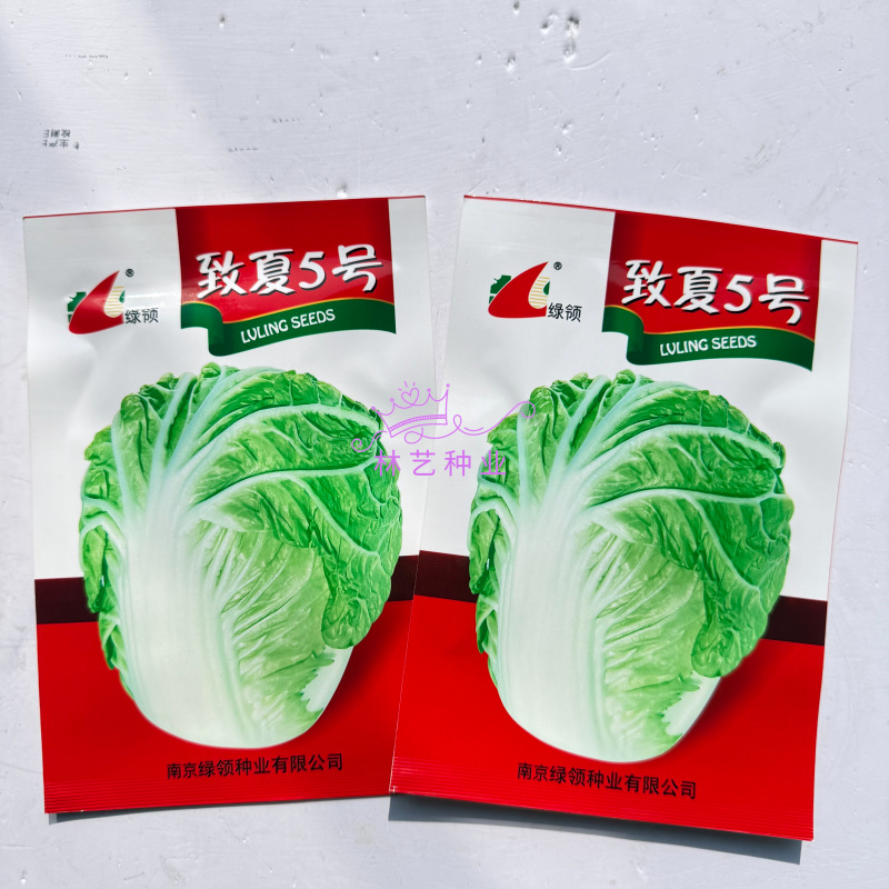 致夏5号白菜种子夏季专用耐热耐湿早熟白帮叠抱结球白菜种籽