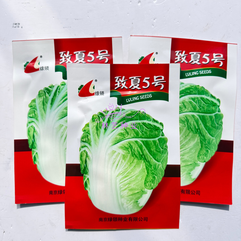 致夏5号白菜种子夏季专用耐热耐湿早熟白帮叠抱结球白菜种籽