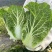 绿领致夏2号耐热白菜种子55天抗高温大白菜种籽叠抱叶绿