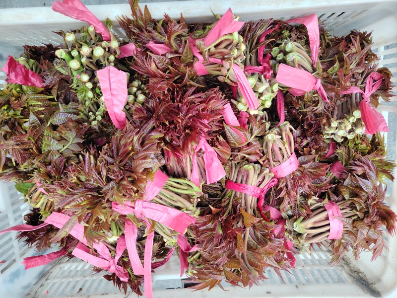 香椿芽头茬大量上市了