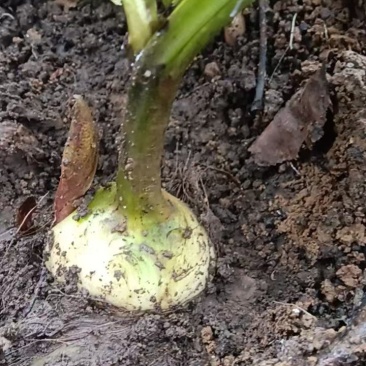 毛慈菇成品