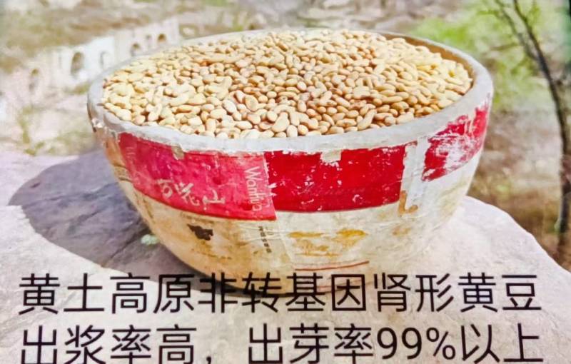 黄土高原非转基因肾型黑脐颗颗饱满，营养丰富